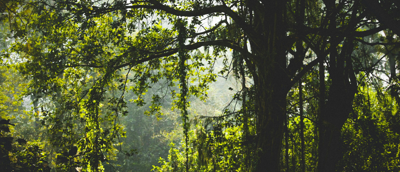 Skov med træer og sollys