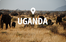 Studierejser til Uganda