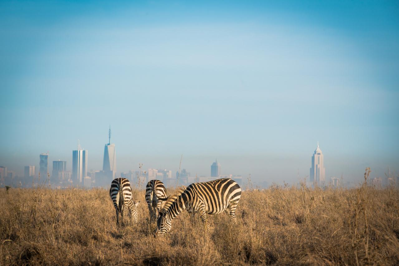 Kenya shutterstock_762262711.jpg Oplev den smukke natur i Kenya som studerende