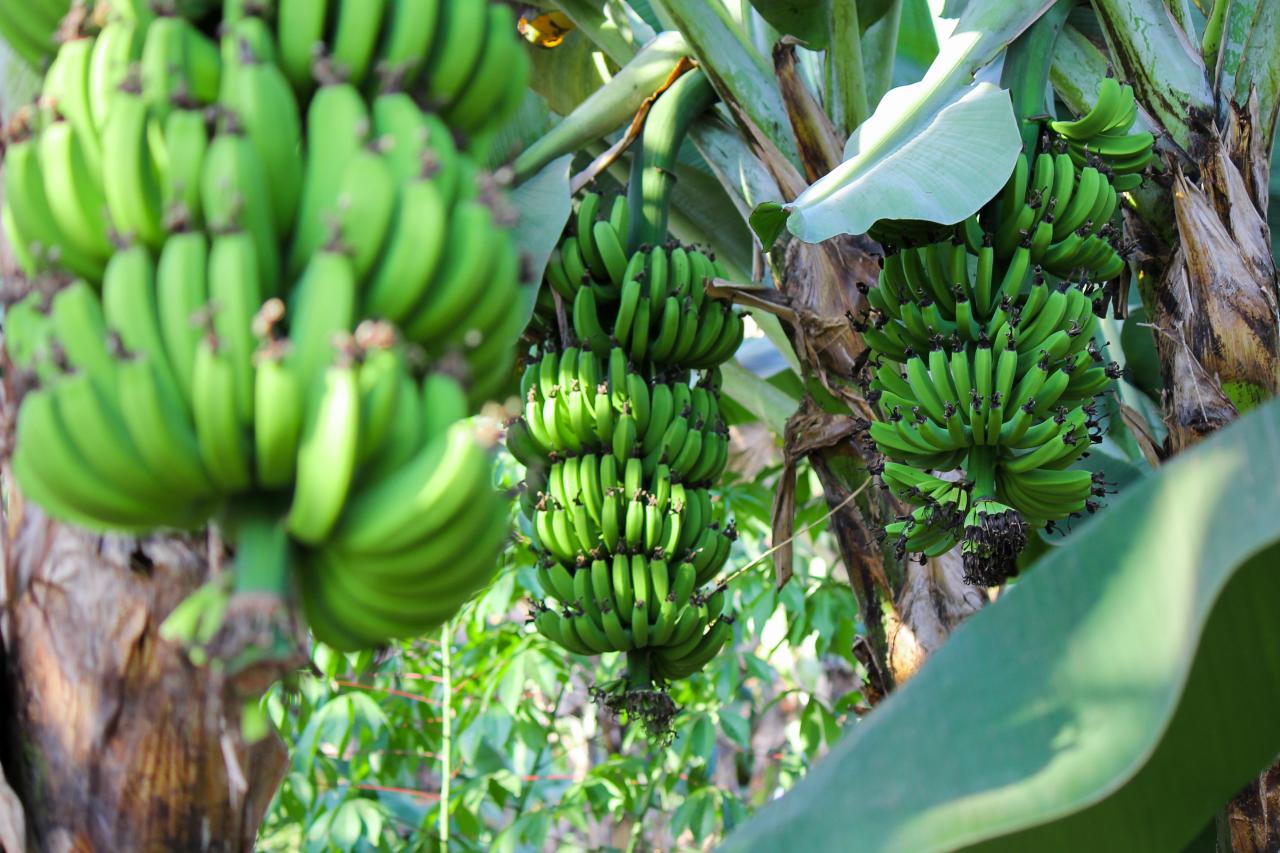 Uganda shutterstock_667640260.jpg Tag på udlandspraktik som bioanalytiker i Uganda