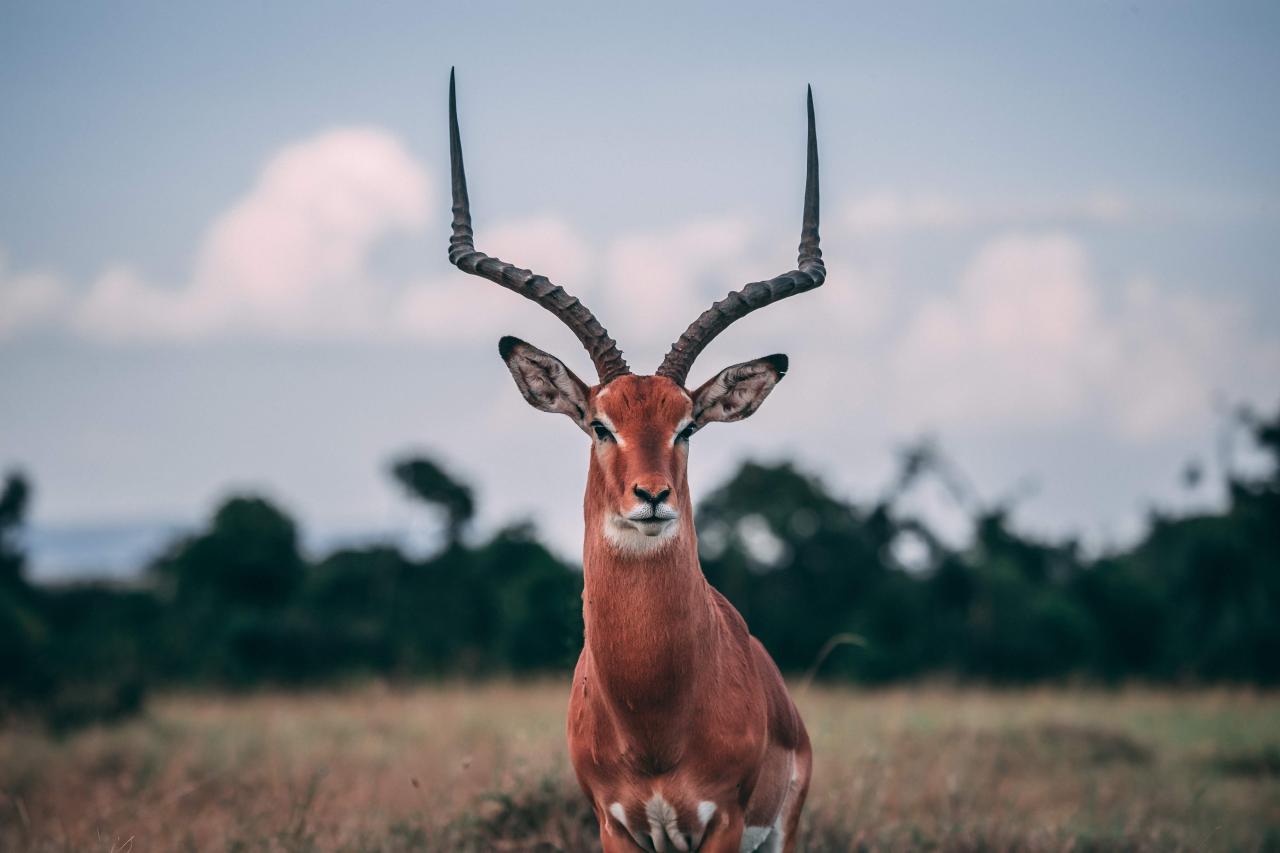 Foto af: Jacob Gren Rokbøl