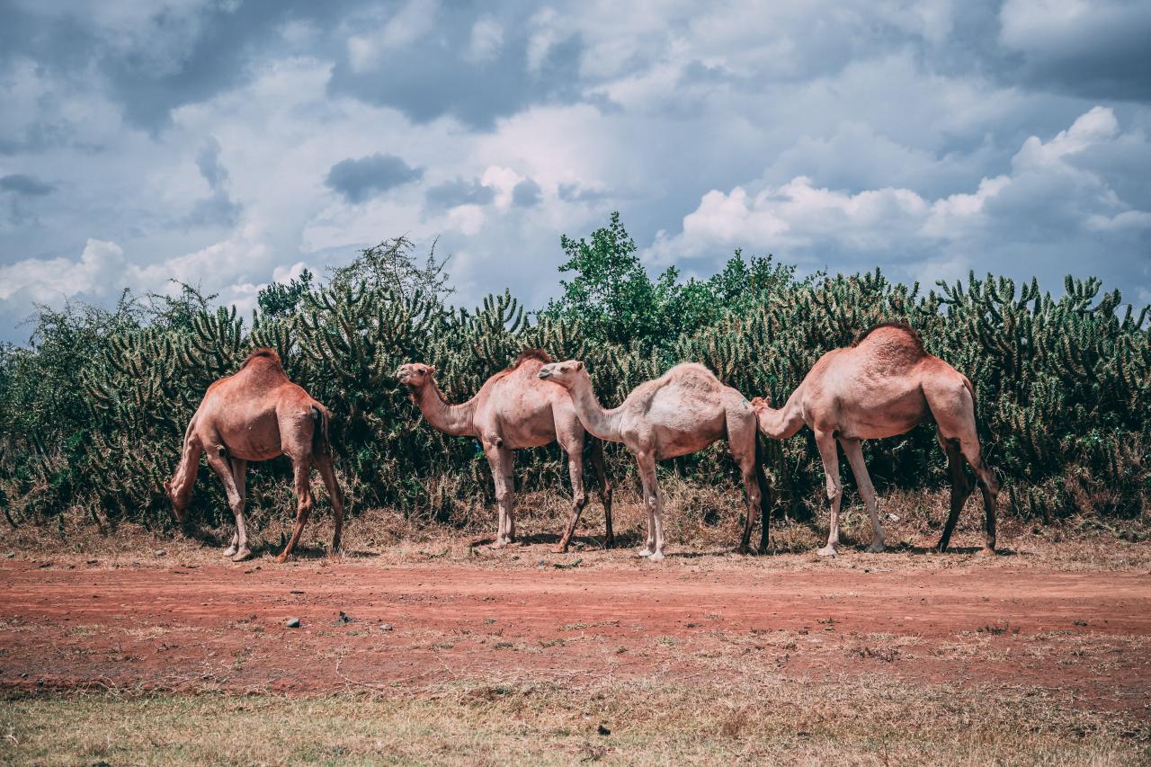 Foto af: Jacob Gren Rokbøl