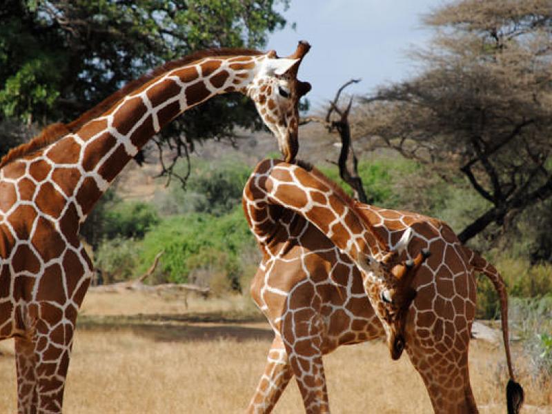 Oplev Ugandas rige dyreliv under dit frivilligophold